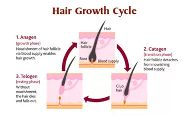 單毛囊移植過程圖片