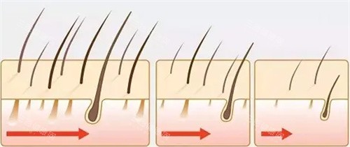 毛發(fā)生長方向細(xì)節(jié)動(dòng)畫圖