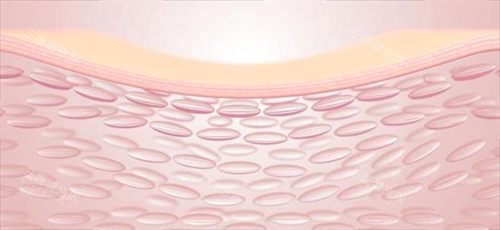 注射前皮膚組織剖面圖