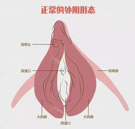 女性私密外陰部位示意圖