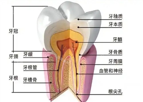 牙齒橫切面展示