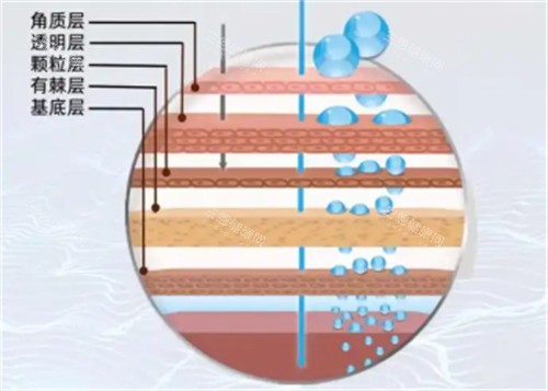 皮膚層次區(qū)別