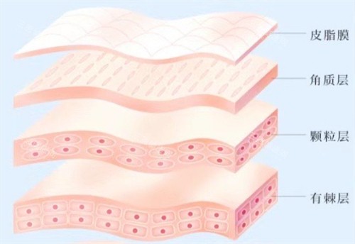 皮膚層次簡介