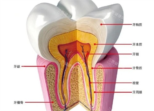 牙齒疼是什么造成的